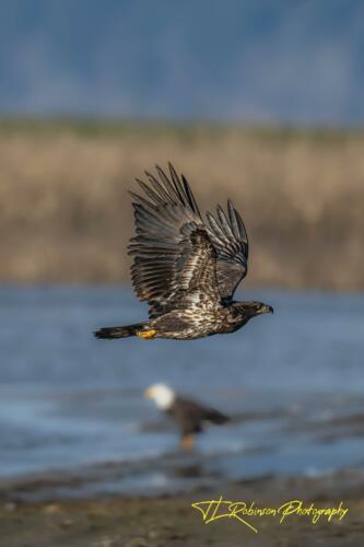 Juvenile in Flight