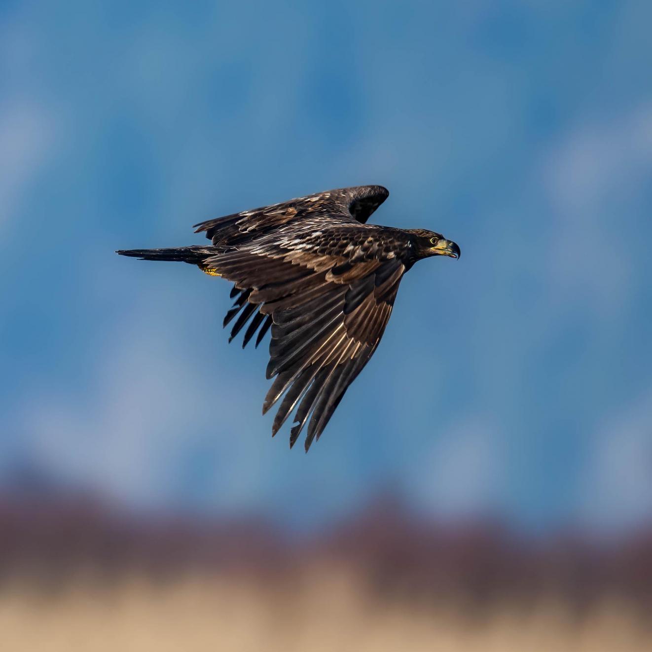 Juvenile in Flight