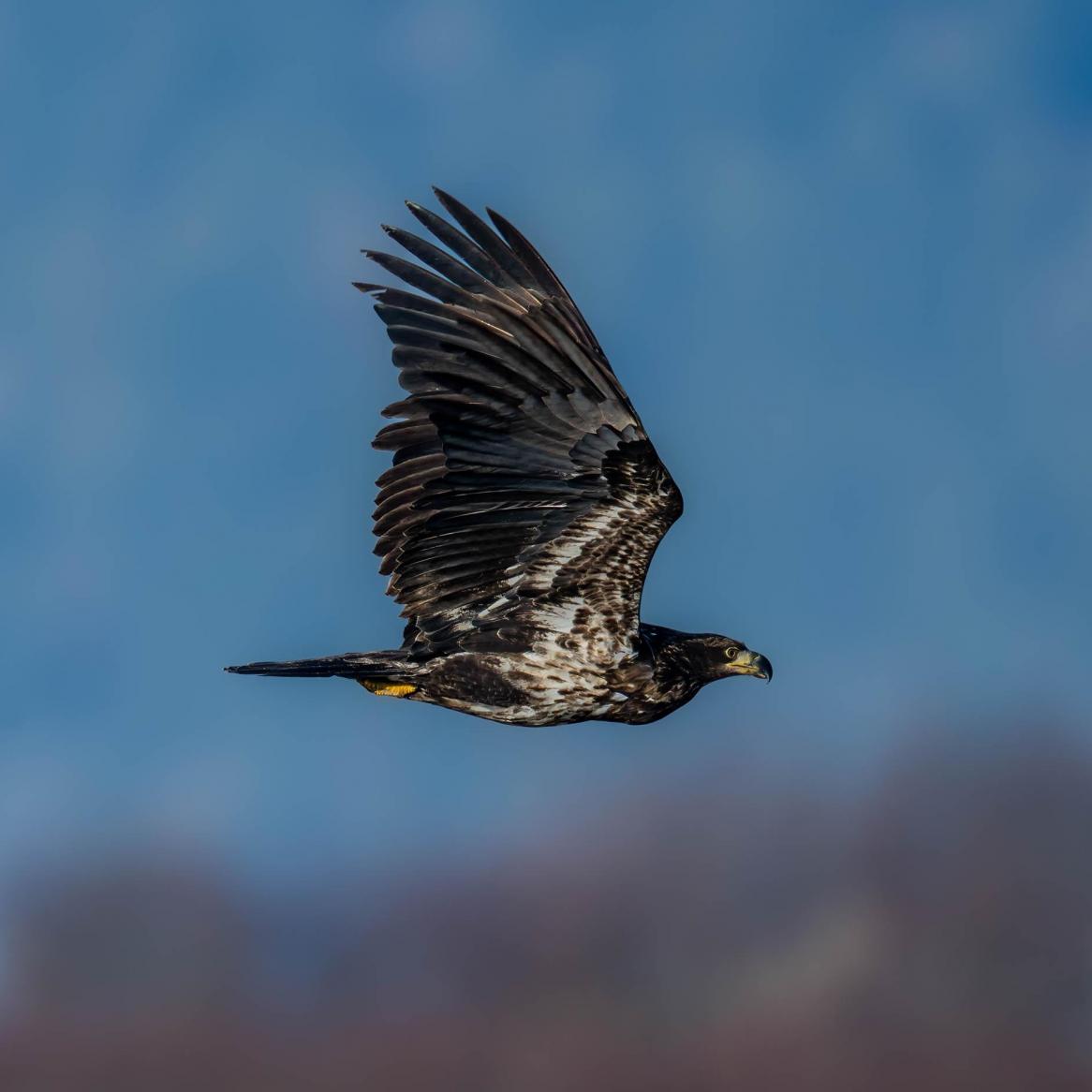 Juvenile in Flight