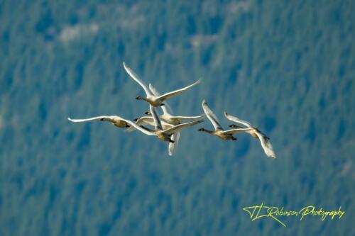 Swans in Flight