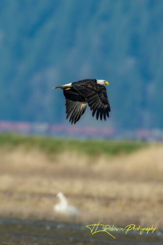 Eagle in Flight